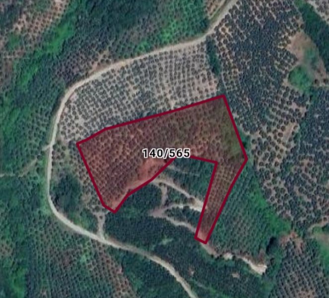 Satılık Zeytinlik 12.127 m2 Talatbey Mudanya Bursa
